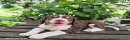 English Springer Spaniel dogs for sale: Remi - Ad 3