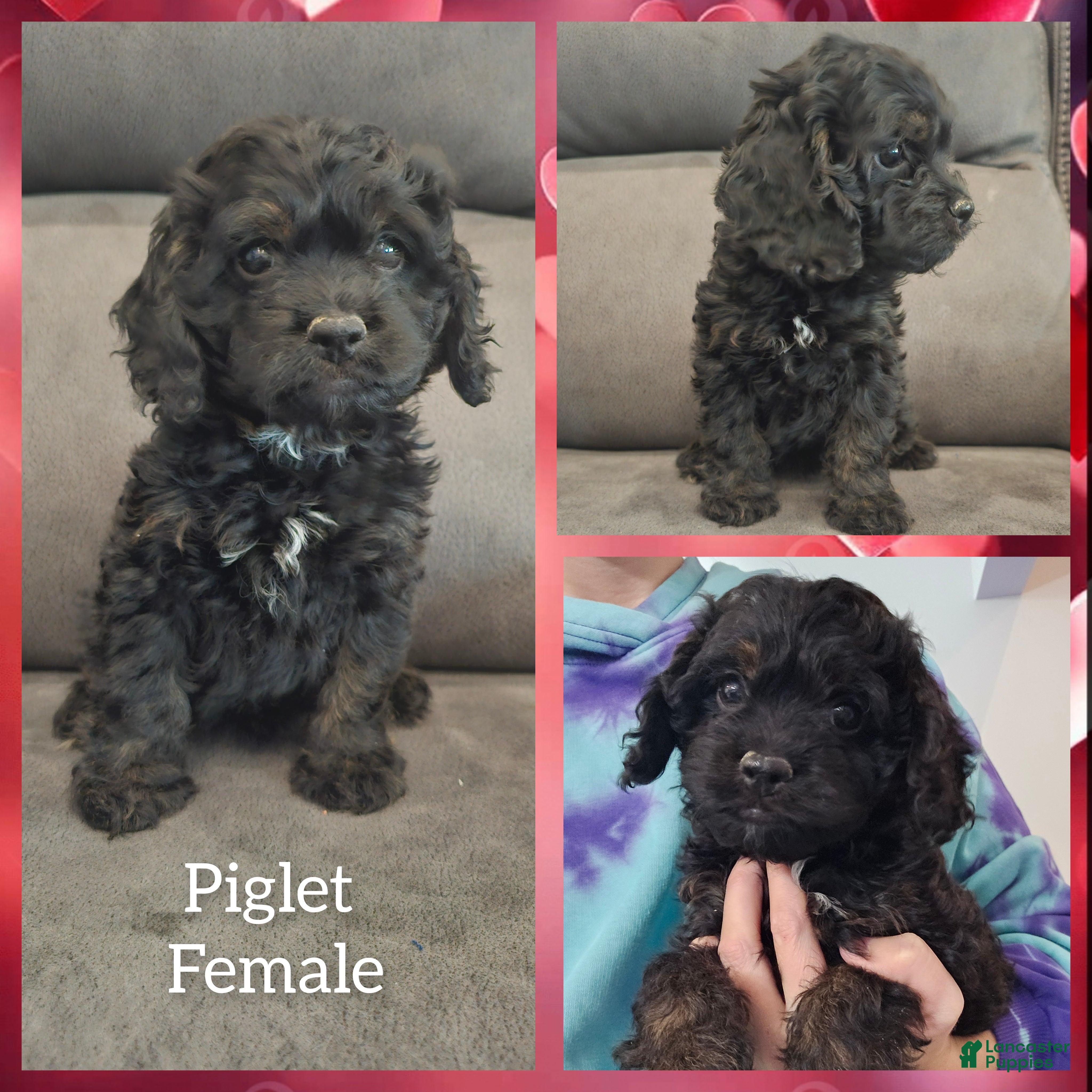 Cockapoo dogs Piglet-$200 off if reserved today & picked up Friday  - Ad 7
