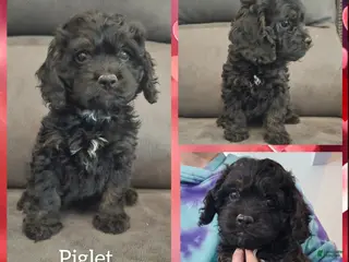 Cockapoo dogs Piglet-$200 off if reserved today & picked up Friday - Ad 7