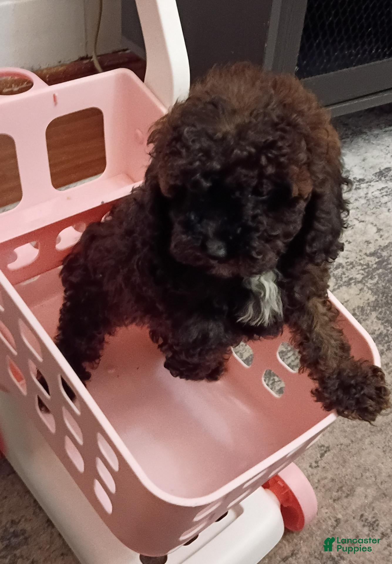Miniature Poodle dogs Miniature Poodle 1 - Ad 2