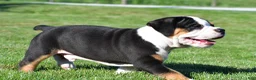 Beabull dogs for sale: Oscar - Ad 7