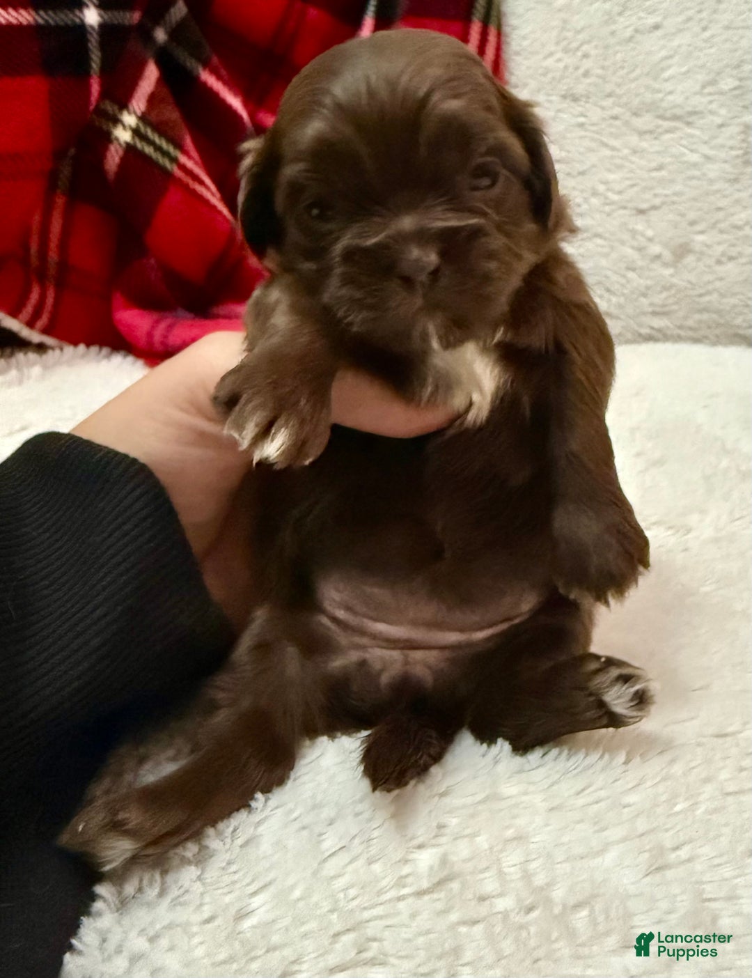 Shihpoo dogs for sale: Mila - Ad 3