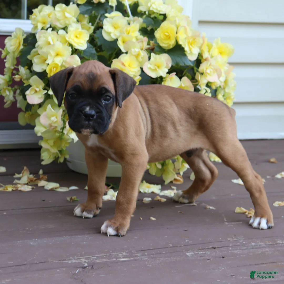Boxer dogs for sale: Otis - Ad 2