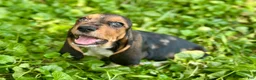 Basset Hound dogs for sale: Handsome Dan  - Ad 8