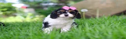 Cavapoo dogs for sale: Sunnie - Ad 3