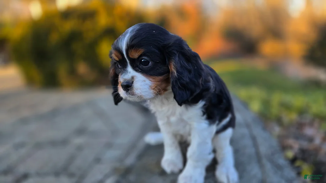 Cavalier King Charles Spaniel dogs for sale: Vivian - Ad 4