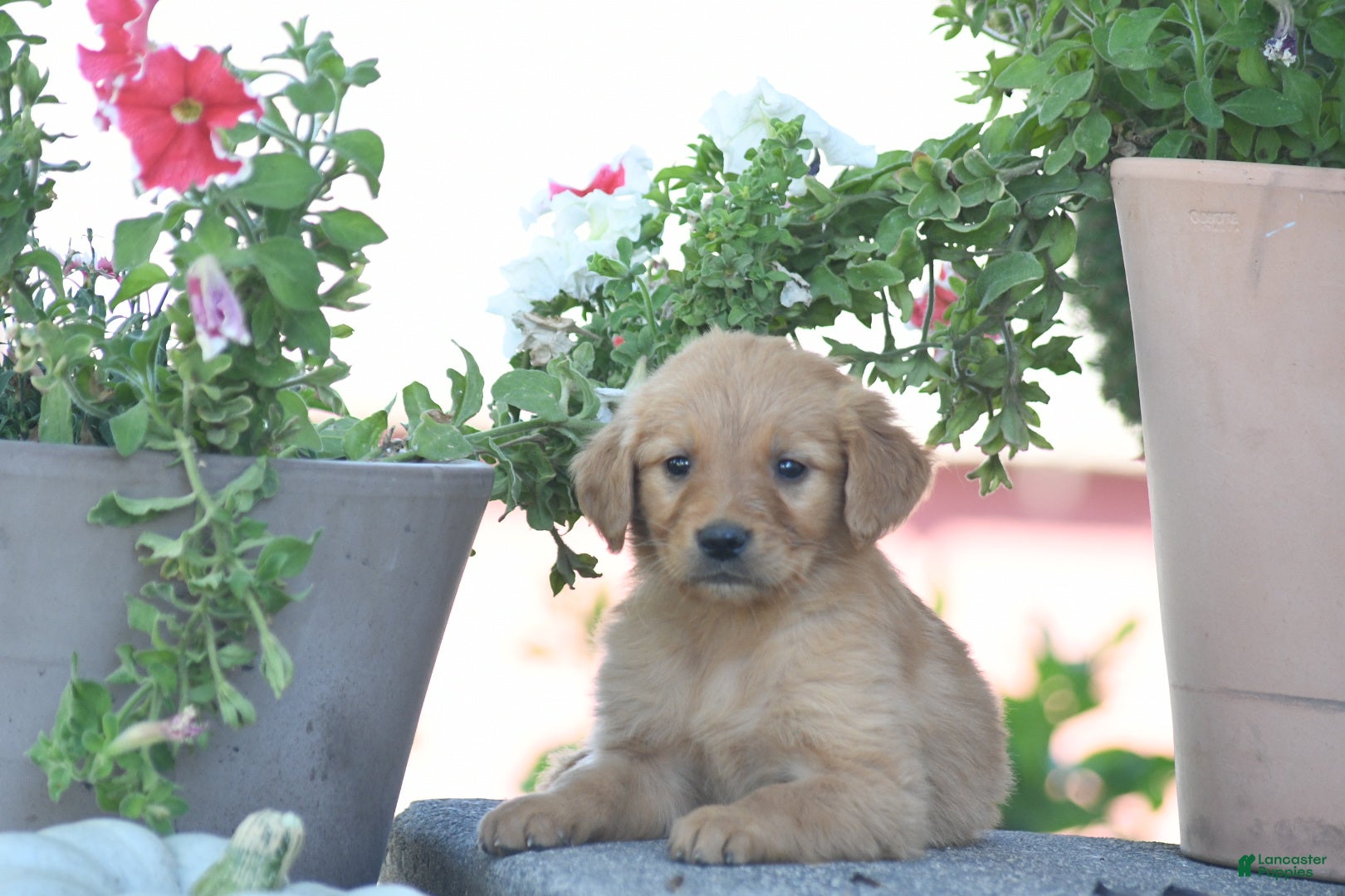 Golden Retriever dogs Axel, Golden Retriever 1 - Ad 41