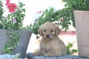 Axel, Golden Retriever 1