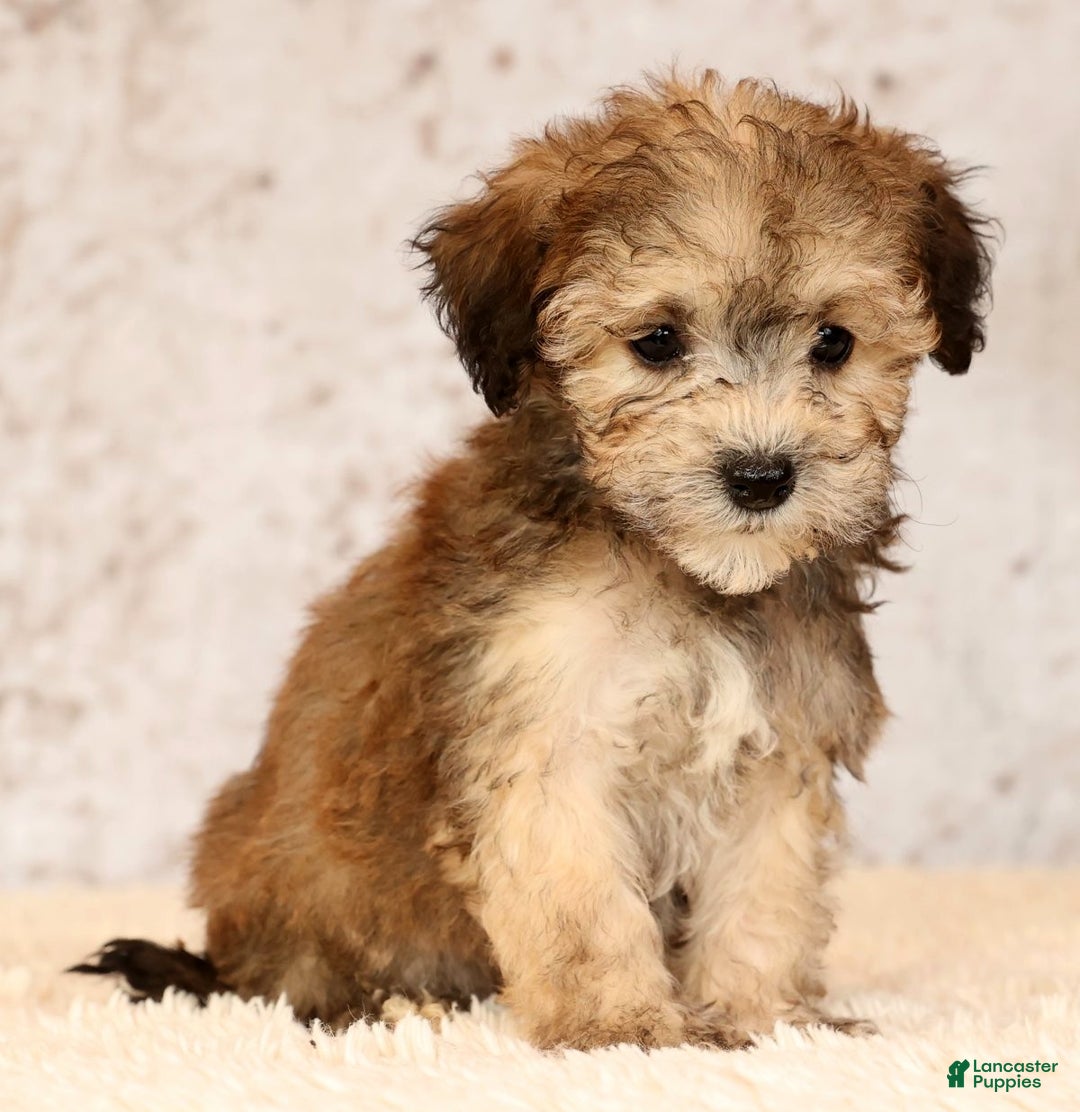 Havapoo dogs for sale: Parker - Ad 8