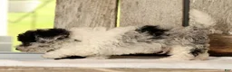 Havapoo dogs for sale: Banjo - Ad 8
