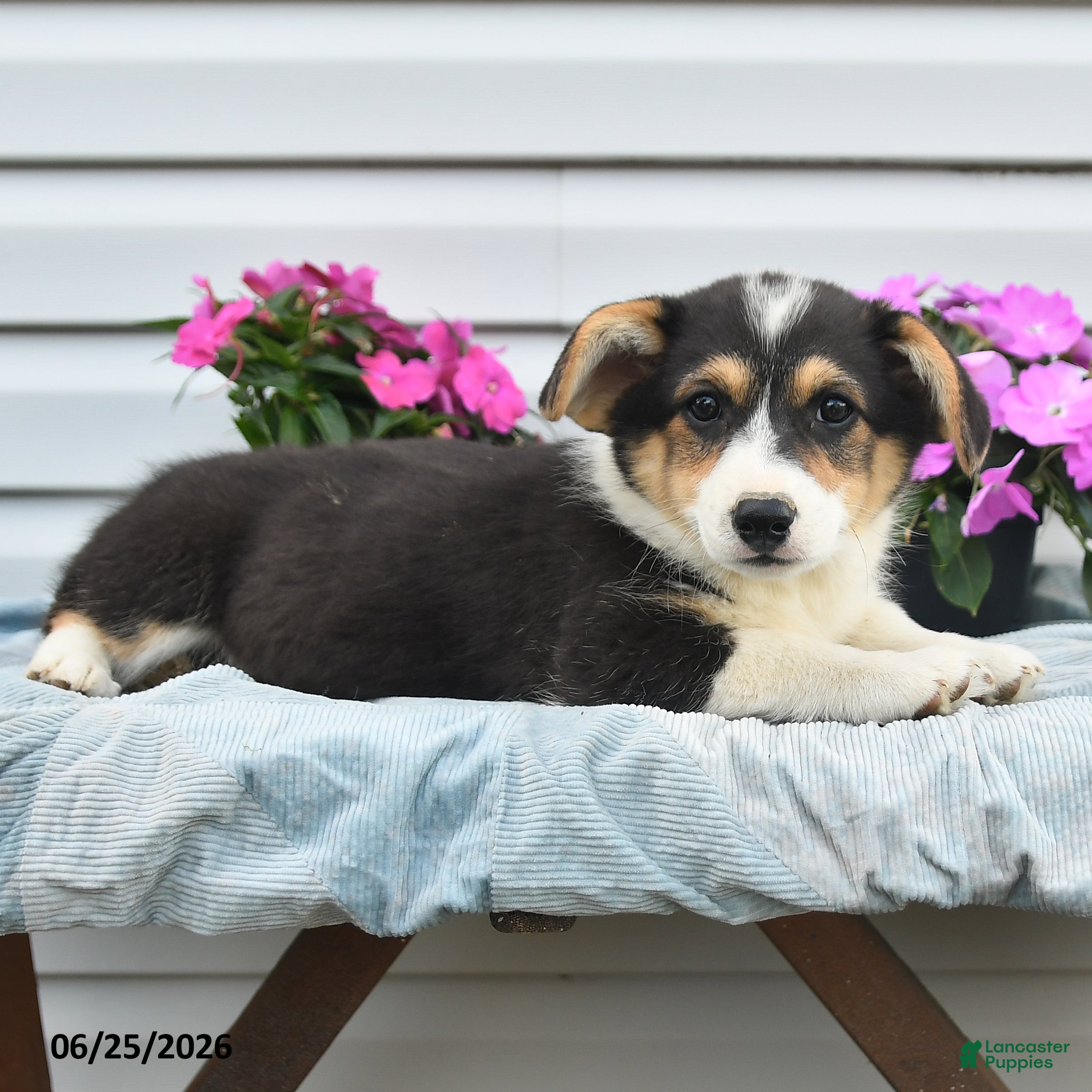 Welsh Corgi Pembroke dogs Jasper - Ad 1
