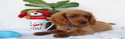 Cavapoo dogs for sale: Sammy - Ad 3
