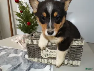 Welsh Corgi Pembroke dogs Welsh Corgi Pembroke Puppy 5 Red Barron - Ad 32