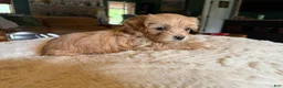 Maltipoo dogs for sale: Maltipoo 4 - Ad 5