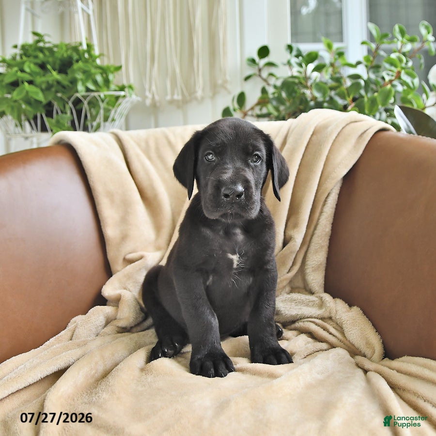Great Dane dogs Bango - Ad 1