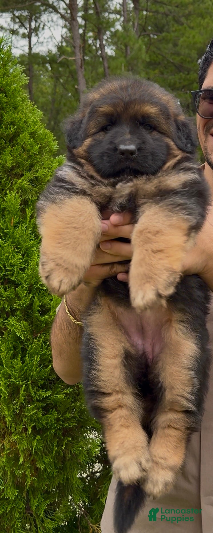 German Shepherd dogs Xena - Ad 2
