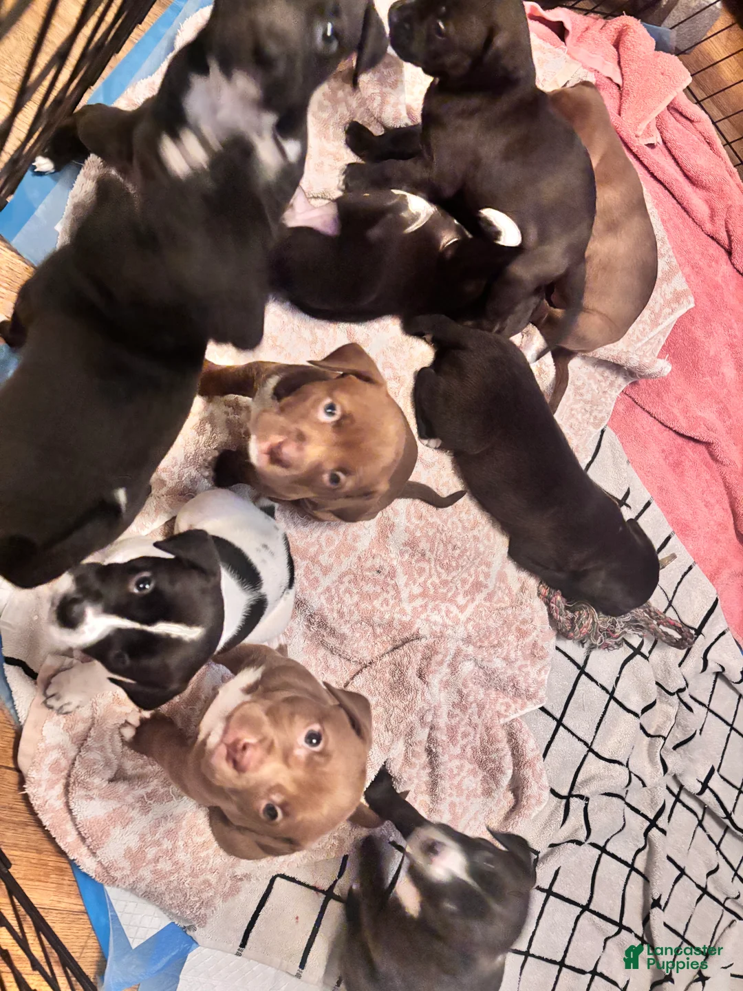 Mixed Breed dogs for sale: Mixed Breed Puppy 9 - Ad 5