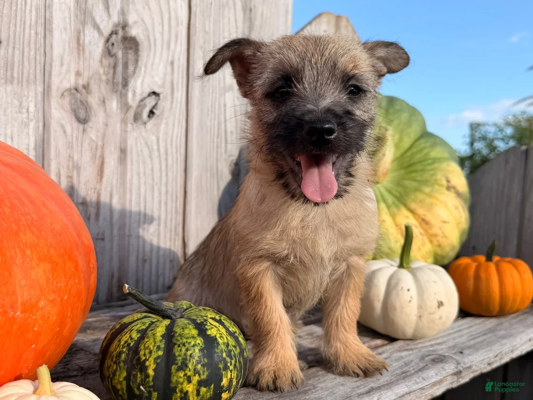 Cairn Terrier dogs for sale: Johnny  - Ad 5