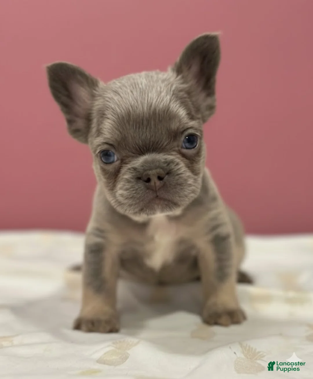 French Bulldog dogs for sale: Celine - Ad 3