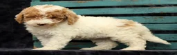 Miniature Poodle dogs for sale: Molly - Ad 4