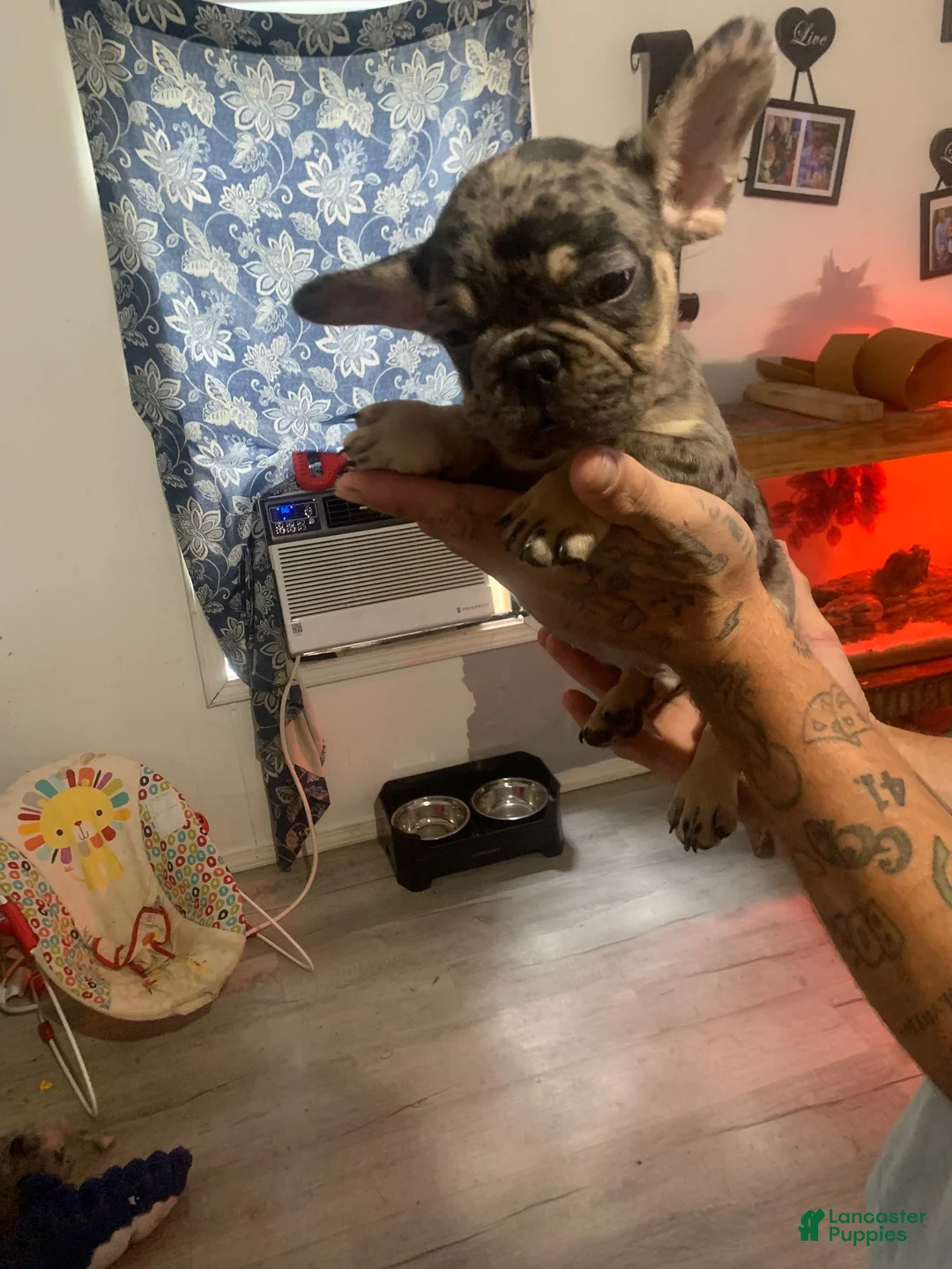 French Bulldog dogs for sale: French Bulldog 2 - Ad 1