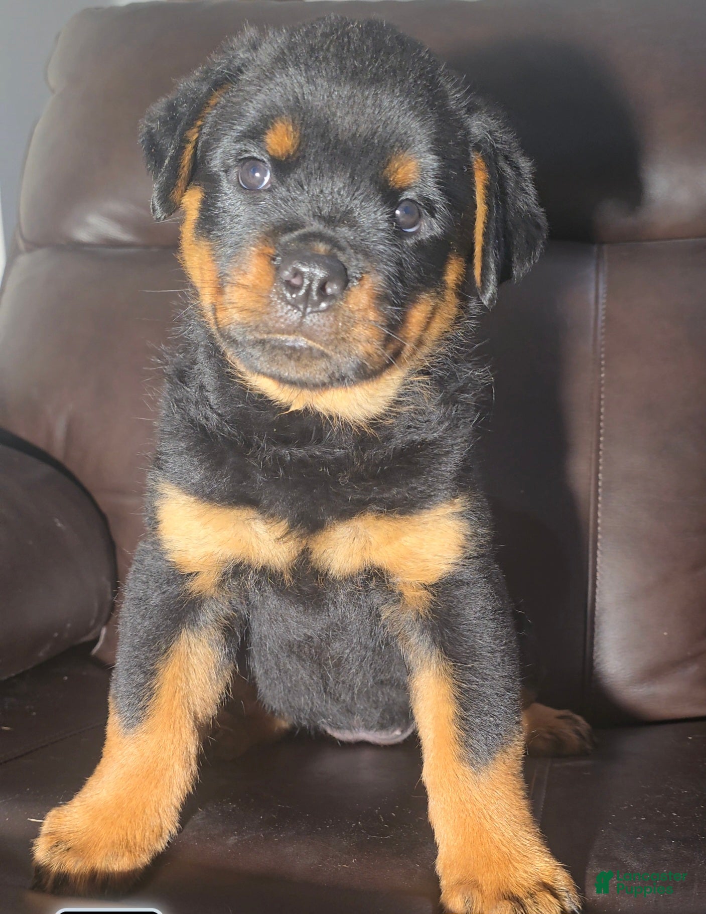 Rottweiler dogs for sale: Yellow Girl  - Ad 2