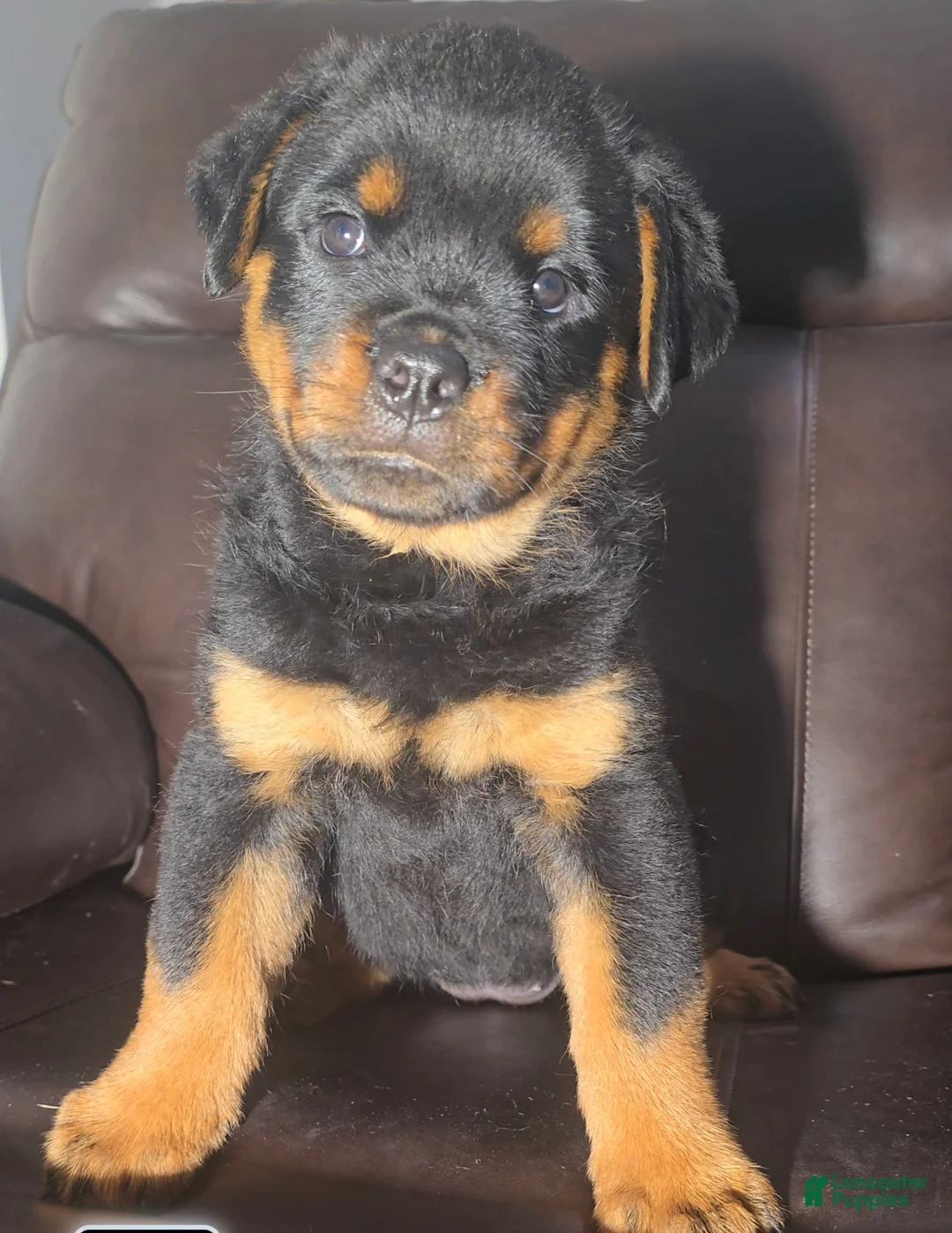 Rottweiler dogs for sale: Yellow Girl  - Ad 1
