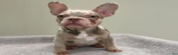 French Bulldog dogs for sale: Misty - Ad 10