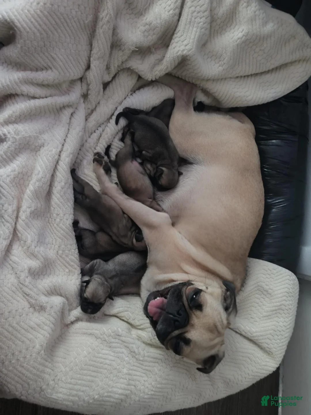 Pug dogs for sale: Bosso - Ad 2