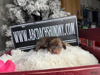 Miniature Dachshund dogs dapple - Ad 41