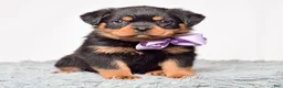 Rottweiler dogs for sale: Ninja - Ad 8