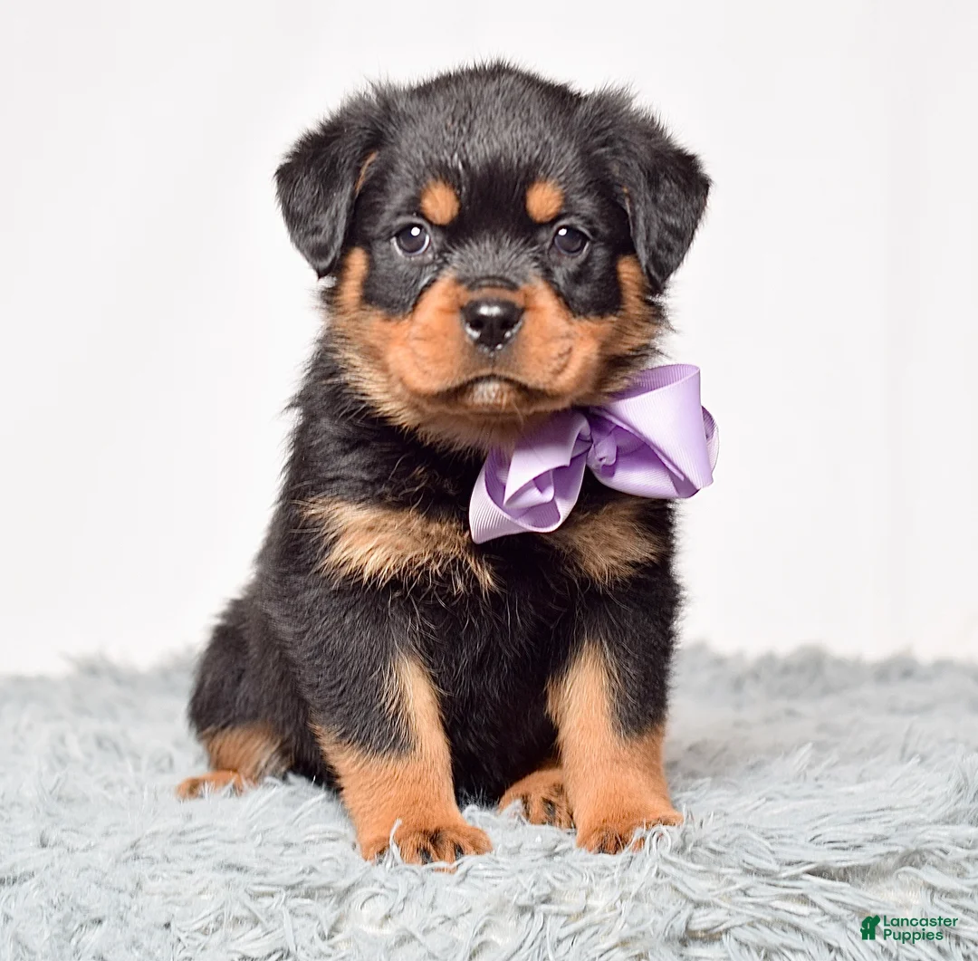 Rottweiler dogs for sale: Ninja - Ad 8