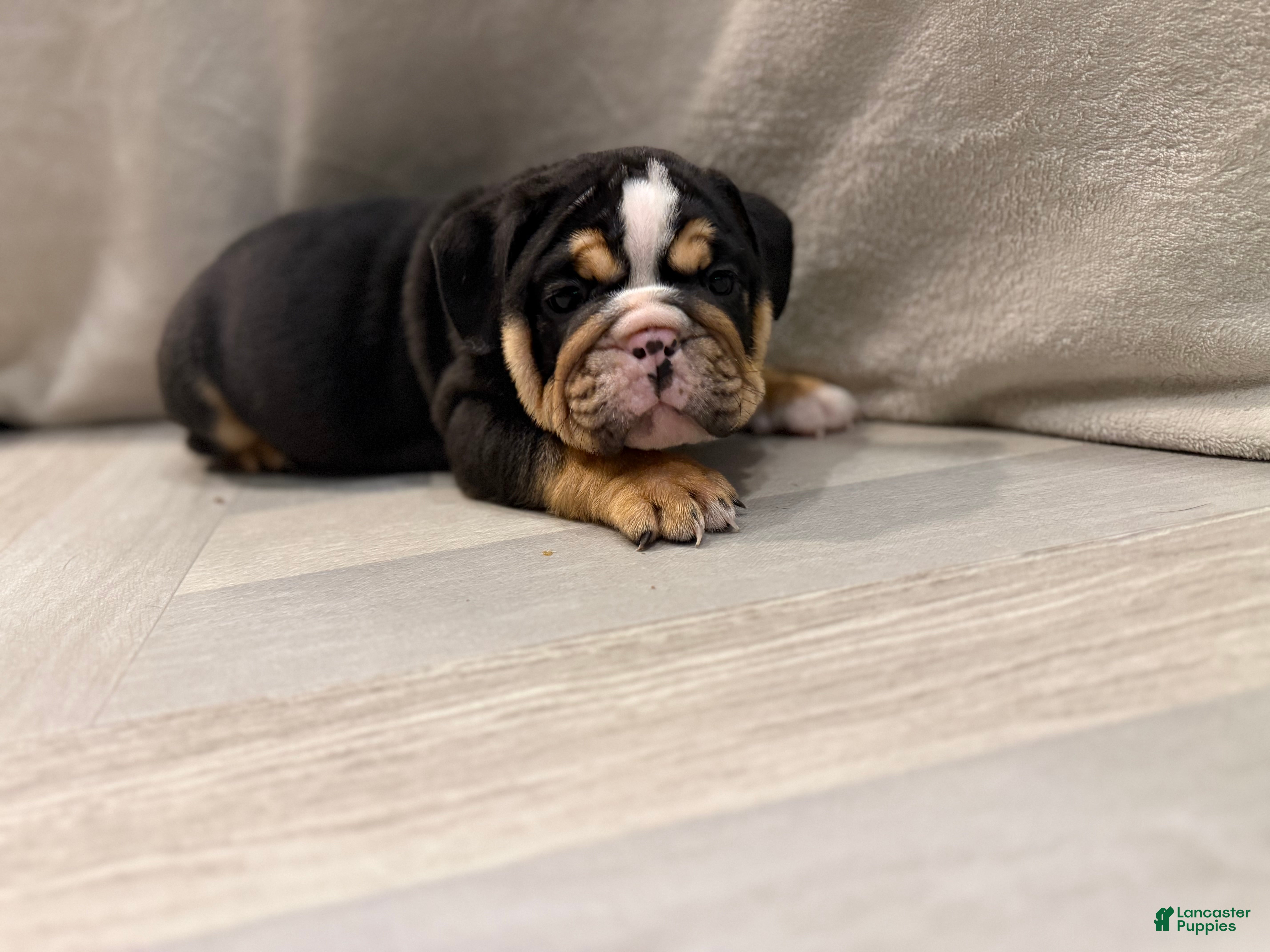 English Bulldog dogs Comet - Ad 42