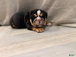 English Bulldog dogs Comet - Ad 42