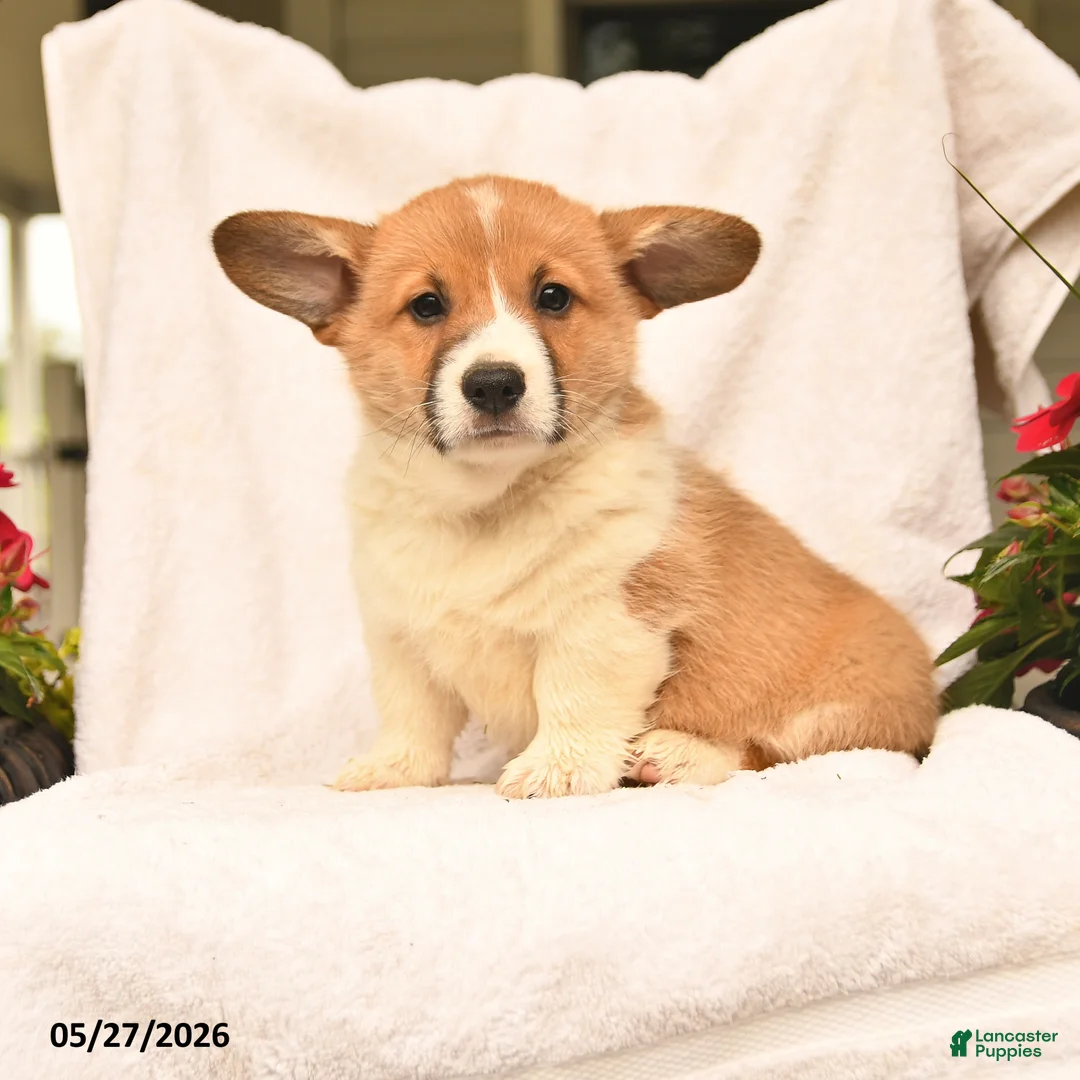 Welsh Corgi Pembroke dogs for sale: Rusty - Ad 1