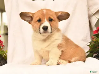 Welsh Corgi Pembroke dogs for sale: Rusty - Ad 2