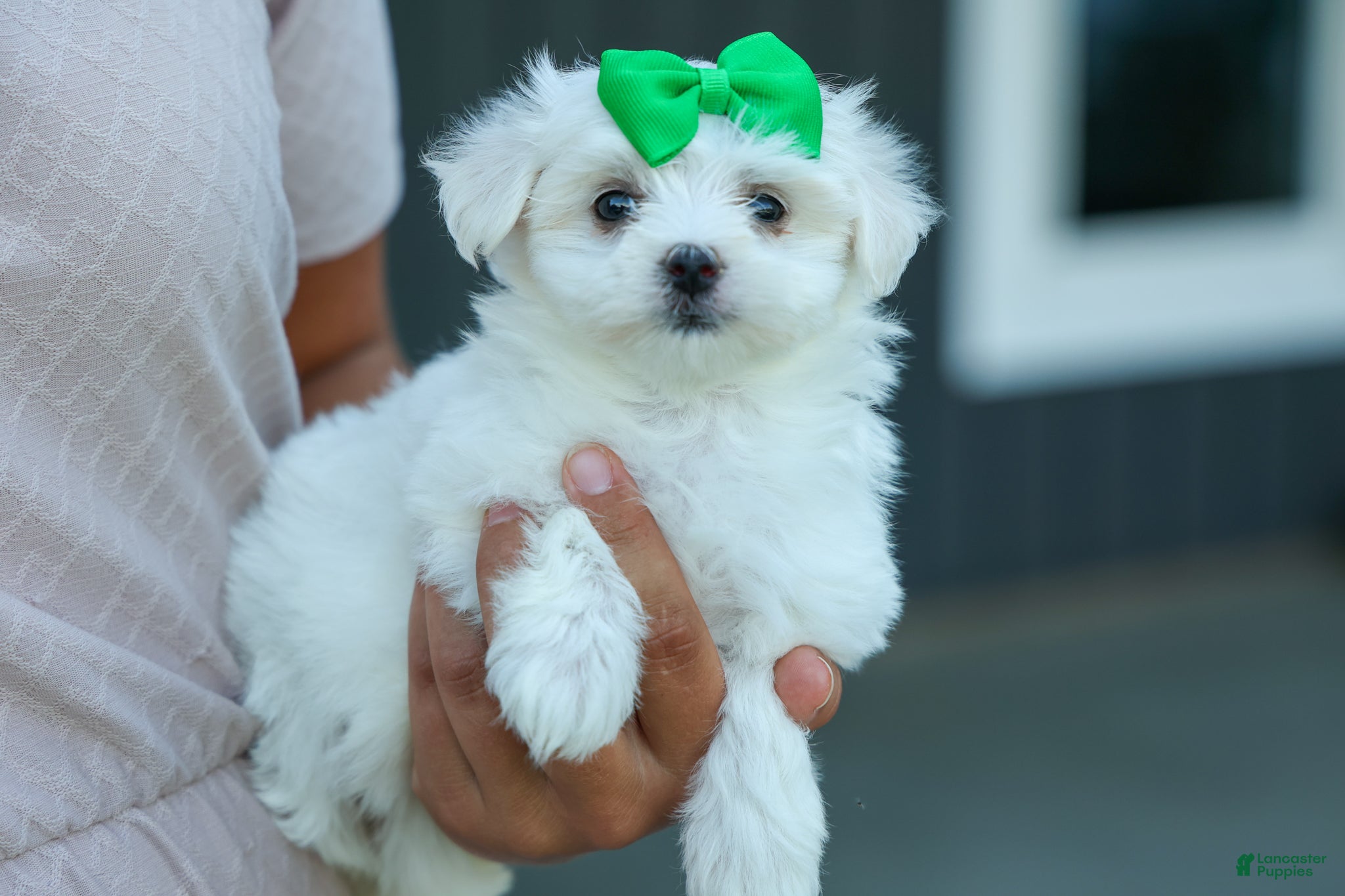 Maltese dogs PACO - Ad 1