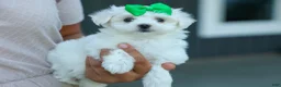 Maltese dogs for sale: PACO - Ad 1