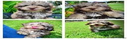 Havapoo dogs for sale: Fancy - Ad 1