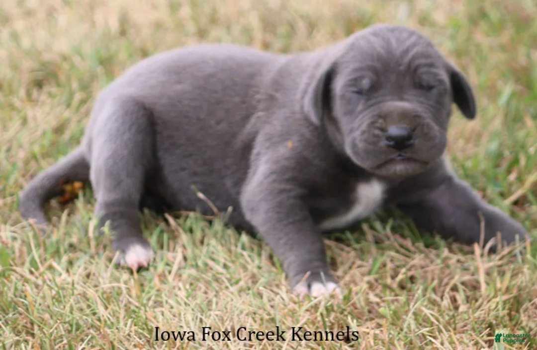 Great Dane dogs for sale: Sophie - Ad 2