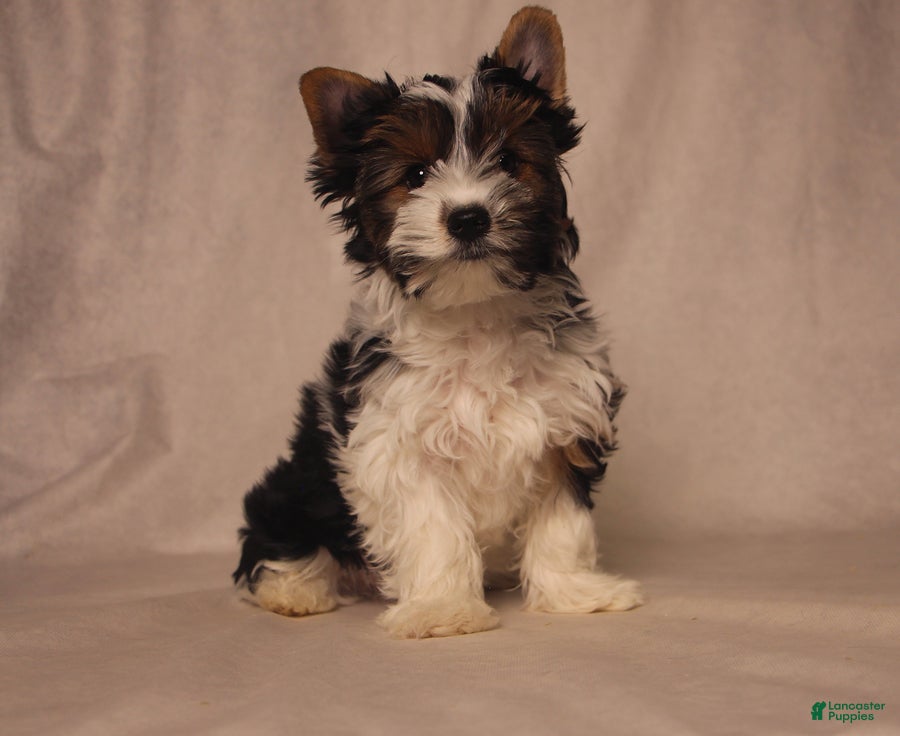 Biewer Terrier dogs Tezzy - Ad 1