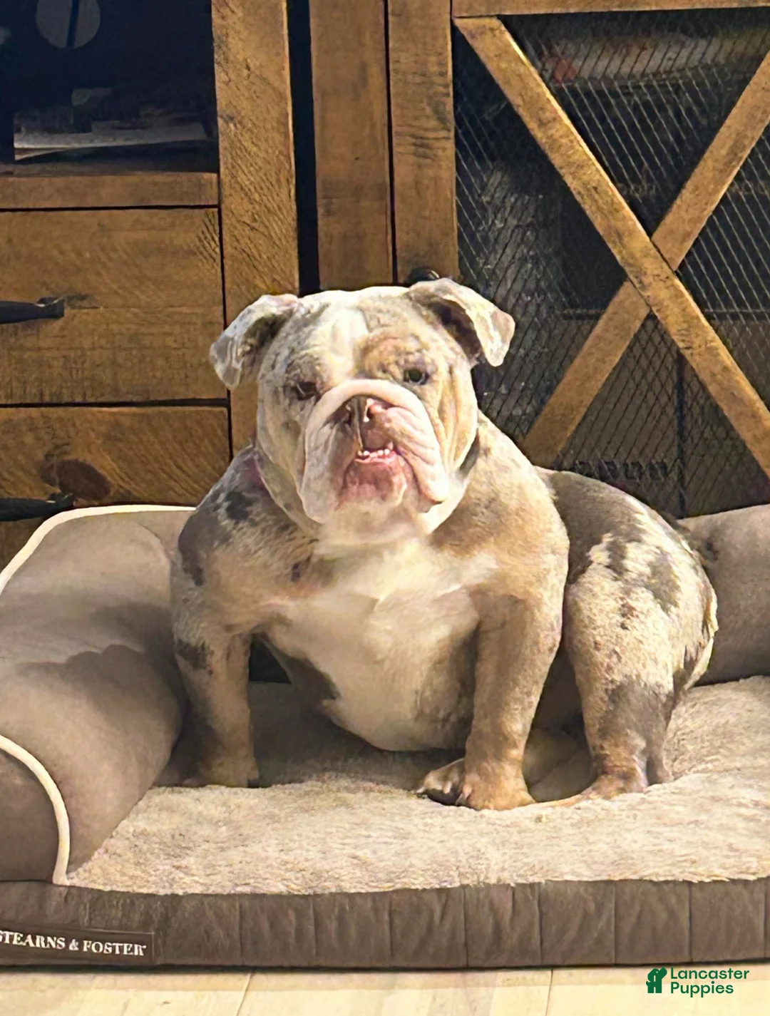 English Bulldog dogs for sale: English Bulldog Puppy 1 - Ad 3