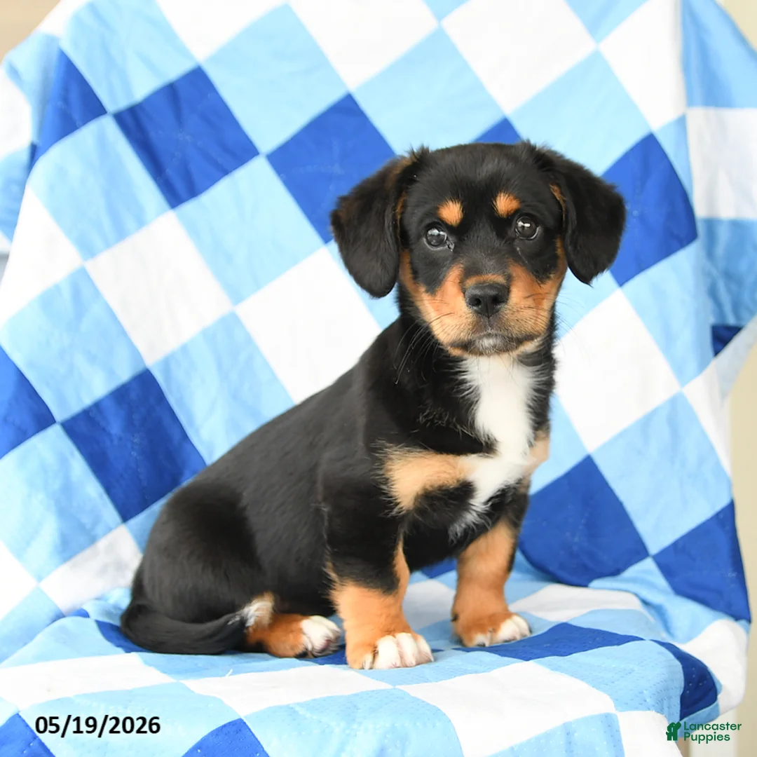 Mixed Breed dogs for sale: Daisy - Ad 1