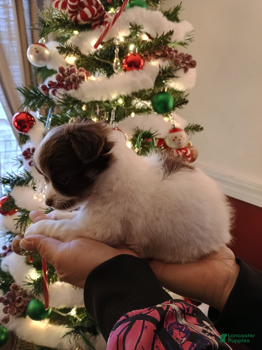 Chihuahua dogs for sale: Frosty - Ad 4