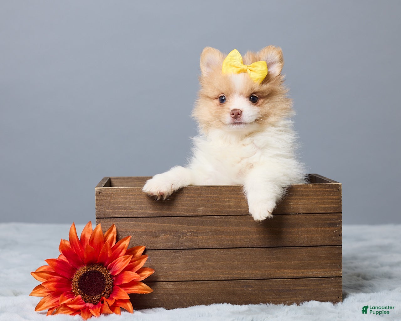 Pomeranian dogs Tammy - Ad 1
