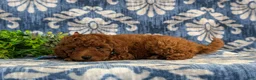 Toy Poodle dogs for sale: Sherman 9 lbs Full Grown - Ad 4