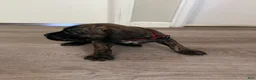 Cane Corso dogs for sale: Cane Corso 2 - Ad 8
