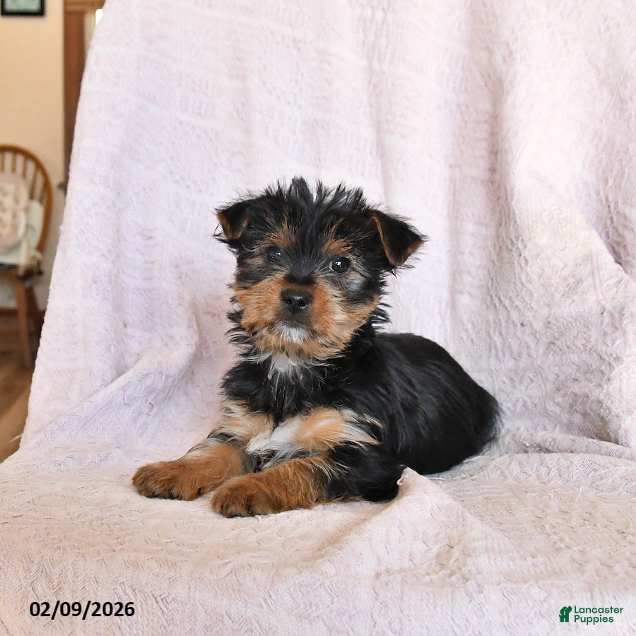 Yorkshire Terrier dogs Oliver - Ad 1