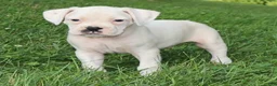 Boxer dogs for sale: Pete - Ad 2