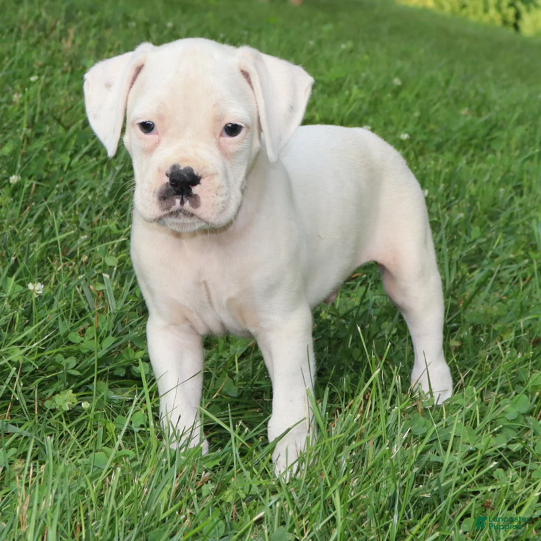 Boxer dogs for sale: Pete - Ad 2